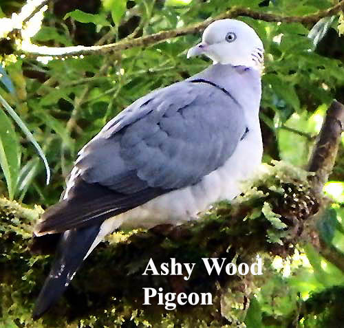 Ashy Wood Pigeon
