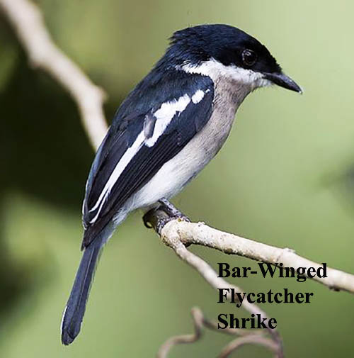 Bar-winged Flycatcher Shrike