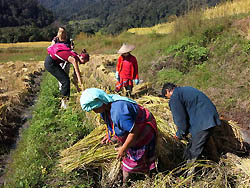 Harvesting rice